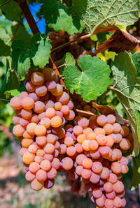 Close-up of grapes growing on tree