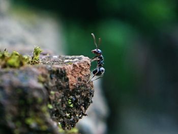 Close-up of insect on rock