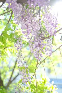 Close-up of pink flowers blooming on tree