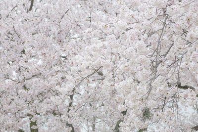 Full frame shot of white flowers