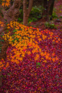 Close-up of orange flowering tree in forest during autumn