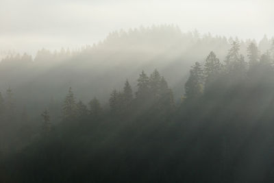 Misty coniferous forests of velka fatra national park in slovakia.