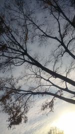 Bare tree by river against sky