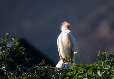 Close-up of bird perching on plant