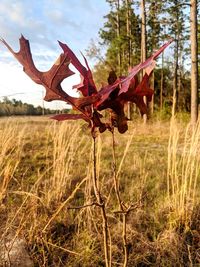 Close-up of plant on field against sky