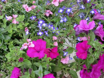 Close-up of pink flowers blooming outdoors