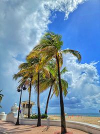 palm tree