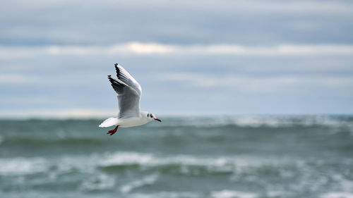 Seagull, gull flying over sea. seascape of hovering white bird on natural blue water background.