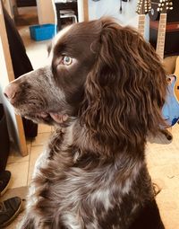 Close-up of a dog looking away