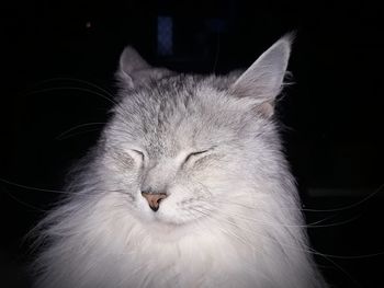 Portrait of cat against black background