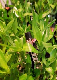 Close-up of insect perching on plant