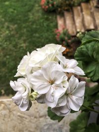 Close-up of white flowers blooming outdoors