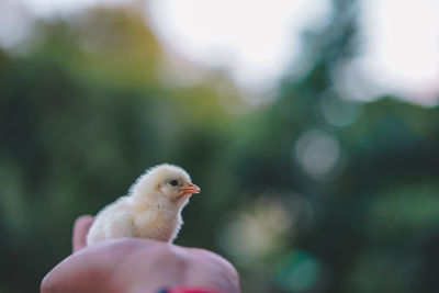 Close-up of hand holding chick