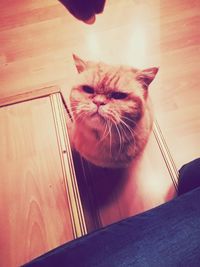 Close-up of cat at home