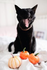 Black cat in plate