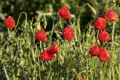 Close-up of red poppy flowers