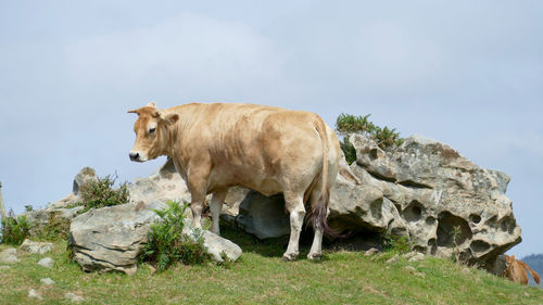 Cow standing on field against sky