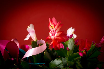 Close-up of red flowers