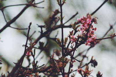 Close-up of leaves on branch