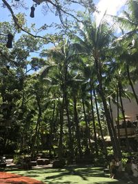 Palm trees in forest against sky