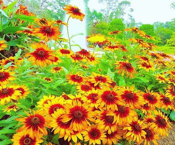 Close-up of orange flowering plants on field