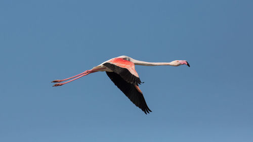 Low angle view of flamingo flying against sky