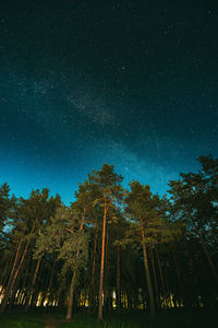 Low angle view of trees against sky at night