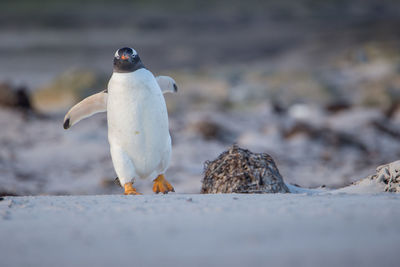 Close-up of penguin perching on beach