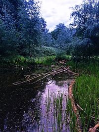 Trees on landscape