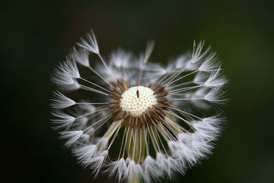 Close-up of dandelion