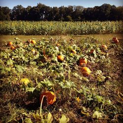 Plants growing on field