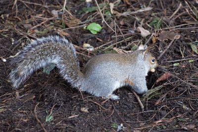 High angle view of squirrel on field