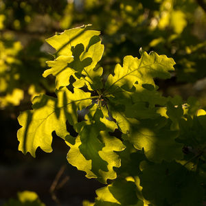 Close-up of yellow plant