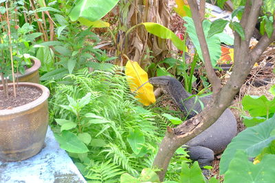 Close-up of bird on plant