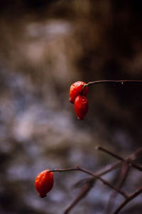 Close-up of red berries growing on plant