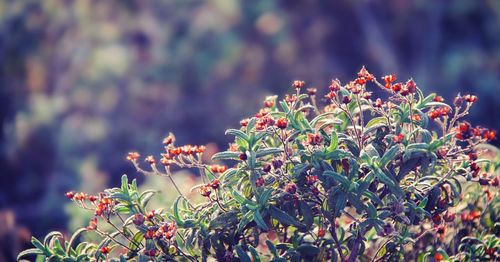 Close-up of flowering plant