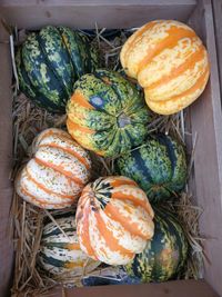 High angle view of fresh pumpkins
