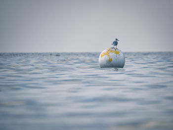 Close-up of seagull on sea