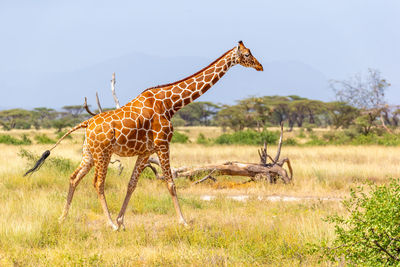 Giraffe in a field