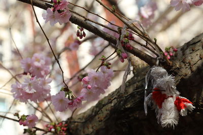 Close-up of pink cherry blossom tree