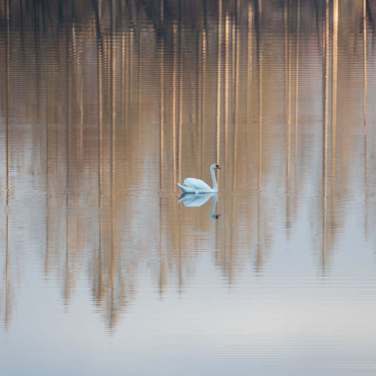 reflection, water, lake, animal wildlife, bird, waterfront, no people, animal themes, animal, wildlife, nature, day, tranquility, one animal, beauty in nature, wood, outdoors, wing, tranquil scene