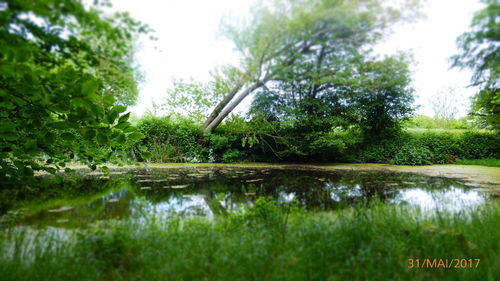 Scenic view of lake by trees against sky
