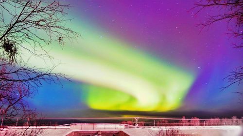 Multi colored trees against sky at night