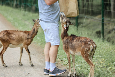 A man feeds mouflon. happy traveler girl enjoys socializing with wild animals in national park 