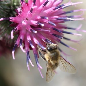 Close-up of honey bee on flower