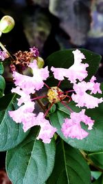 Close-up of insect on flowers