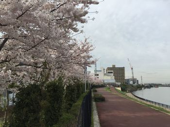 Empty road along trees in city