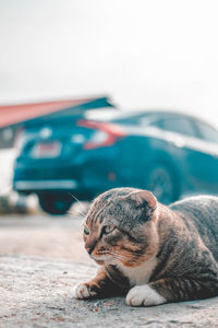 View of a cat resting
