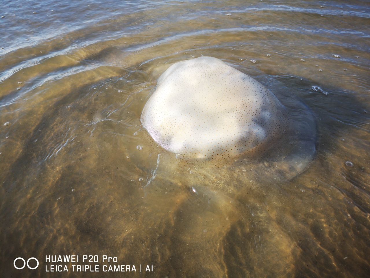 HIGH ANGLE VIEW OF JELLYFISH IN SEA