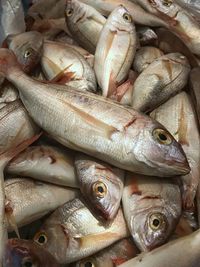 Close-up of fish for sale in market